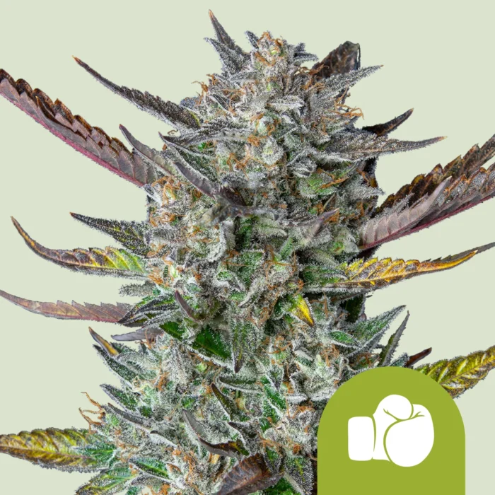ROYAL QUEEN SEEDS - PURPLE PUNCH AUTOMATIC FEM (USA PREMIUM) – Image 1