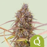 ROYAL QUEEN SEEDS - PURPLE QUEEN AUTOMATIC (USA PREMIUM)