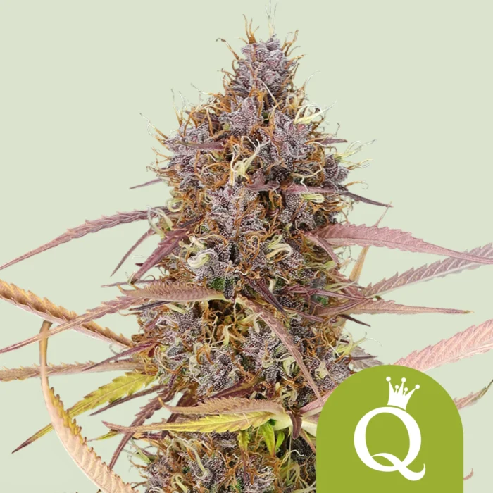 ROYAL QUEEN SEEDS - PURPLE QUEEN AUTOMATIC (USA PREMIUM) - immagine 1