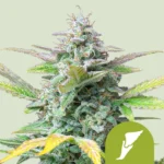 ROYAL QUEEN SEEDS - QUICK ONE AUTO