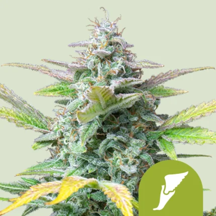ROYAL QUEEN SEEDS - QUICK ONE AUTO