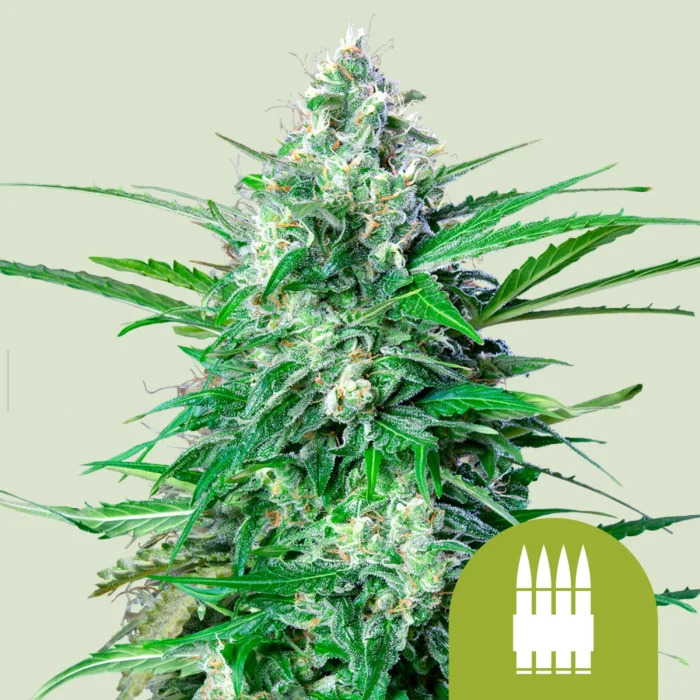 ROYAL QUEEN SEEDS - ROYAL AK AUTOMATIC – Image 1