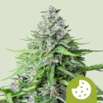 ROYAL QUEEN SEEDS - ROYAL COOKIES AUTOMATIC