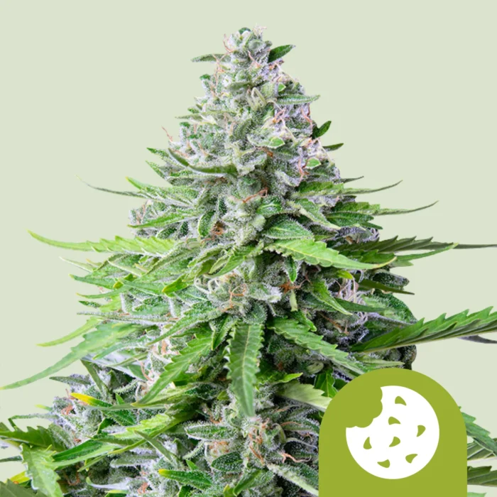 ROYAL QUEEN SEEDS - ROYAL COOKIES AUTOMATIC – Image 1