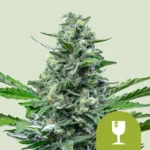 ROYAL QUEEN SEEDS - ROYAL CRITICAL AUTOMATIC