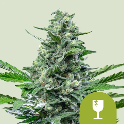 ROYAL QUEEN SEEDS - ROYAL CRITICAL AUTOMATIC