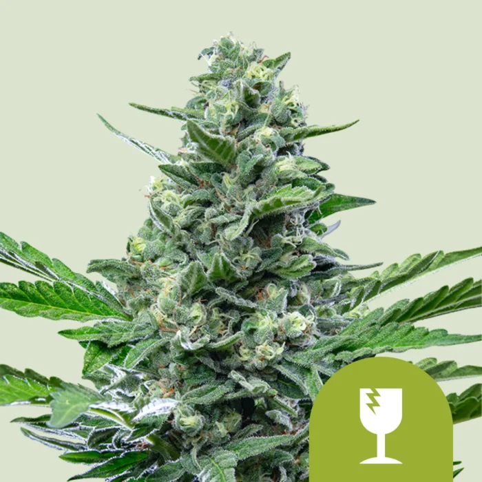 ROYAL QUEEN SEEDS - ROYAL CRITICAL AUTOMATIC – Image 1