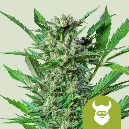SEMILLAS ROYAL QUEEN - ROYAL DWARF AUTO