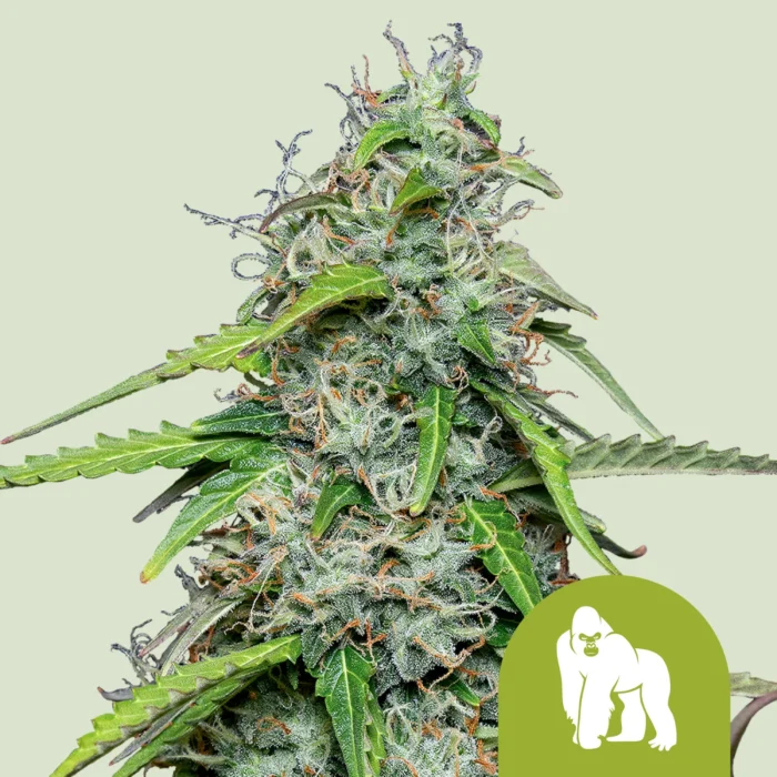 ROYAL QUEEN SEEDS - ROYAL GORILLA AUTOMATIC FEM (USA PREMIUM) – Image 1