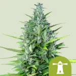 ROYAL QUEEN SEEDS - ROYAL HAZE AUTOMATIC FEM