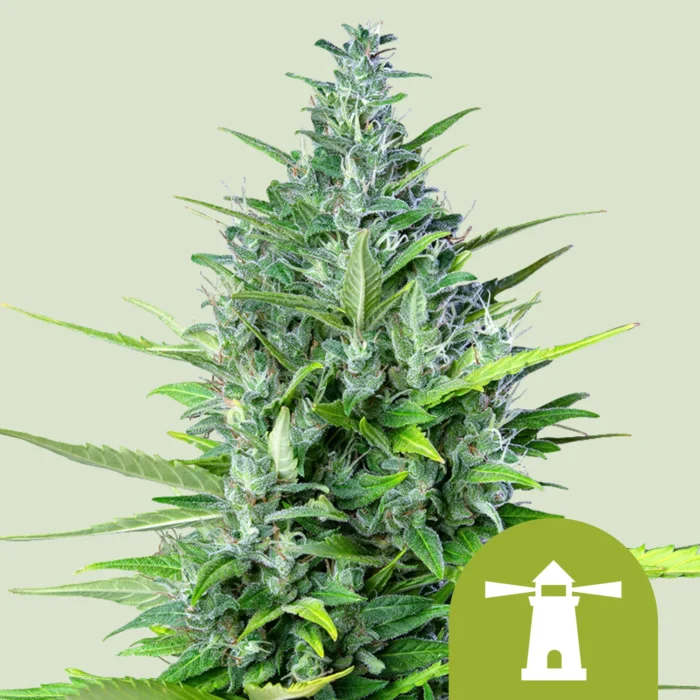 ROYAL QUEEN SEEDS - ROYAL HAZE AUTOMATIC FEM – Image 1