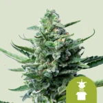 ROYAL QUEEN SEEDS - ROYAL JACK AUTOMATIC FEM