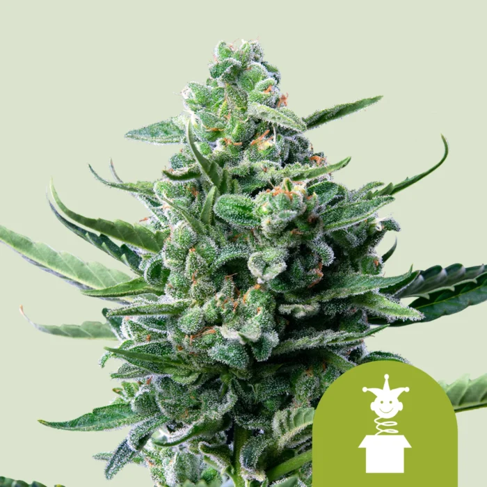 ROYAL QUEEN SEEDS - ROYAL JACK AUTOMATIC FEM – Image 1