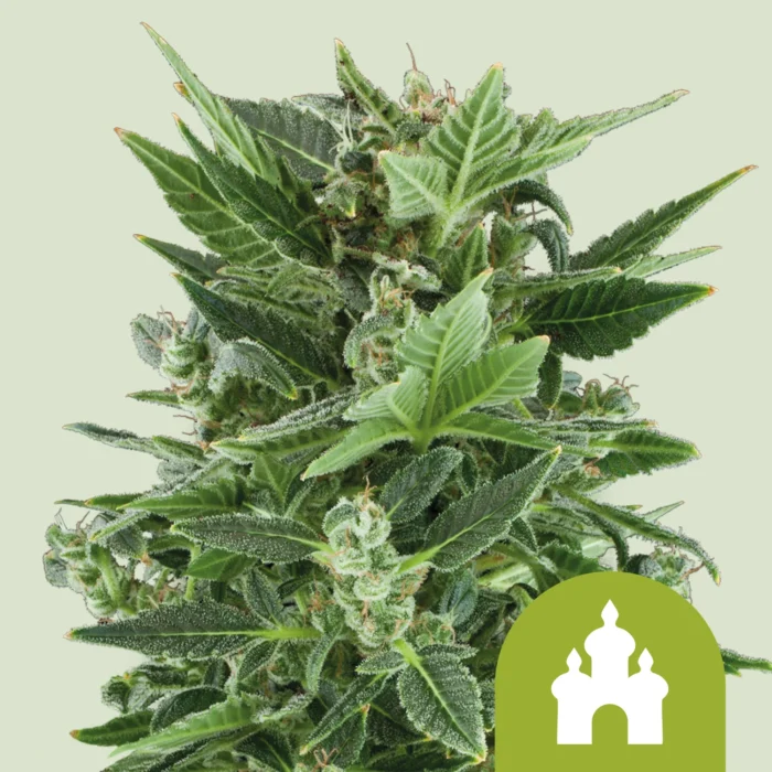 ROYAL QUEEN SEEDS - ROYAL KUSH AUTOMATIC FEM – Image 1