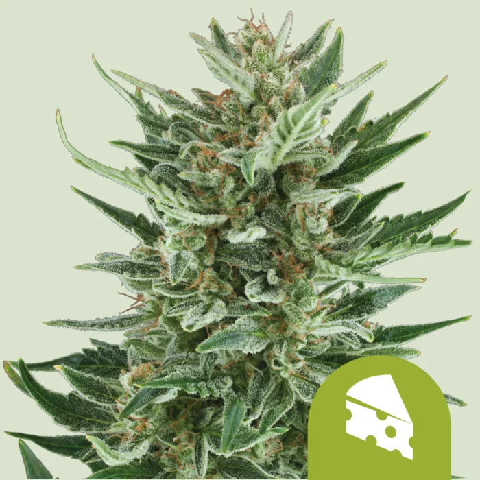 ROYAL QUEEN SEEDS - ROYAL CHEESE AUTOMATIC – Bild 1