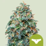 ROYAL QUEEN SEEDS - SHERBET QUEEN AUTOMATIC FEM