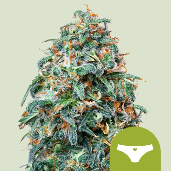 ROYAL QUEEN SEEDS - SHERBET QUEEN AUTOMATIC FEM - immagine 1