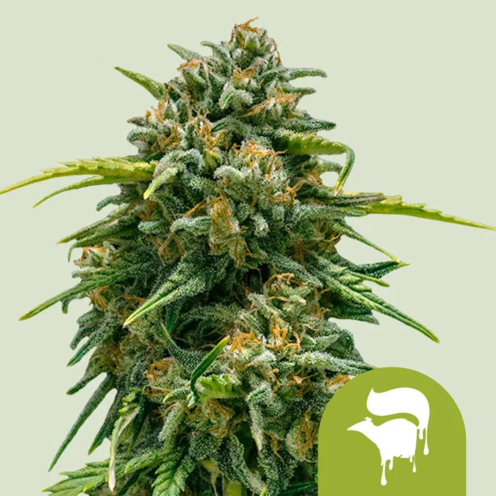 ROYAL QUEEN SEEDS - SWEET SKUNK AUTOMATIC FEM - Imagen 1