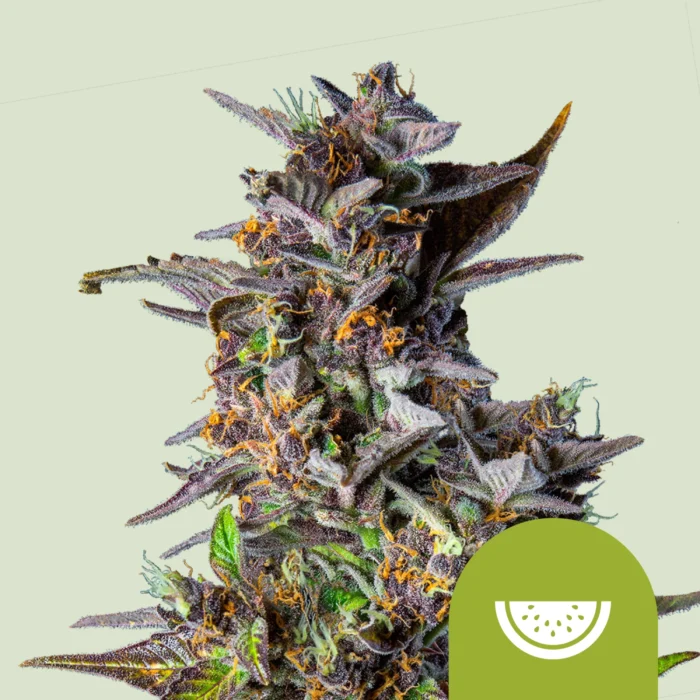 ROYAL QUEEN SEEDS - WATERMELON AUTOMATIC FEM (USA PREMIUM) – Image 1
