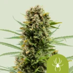 ROYAL QUEEN SEEDS - WHITE WIDOW AUTOMATIC