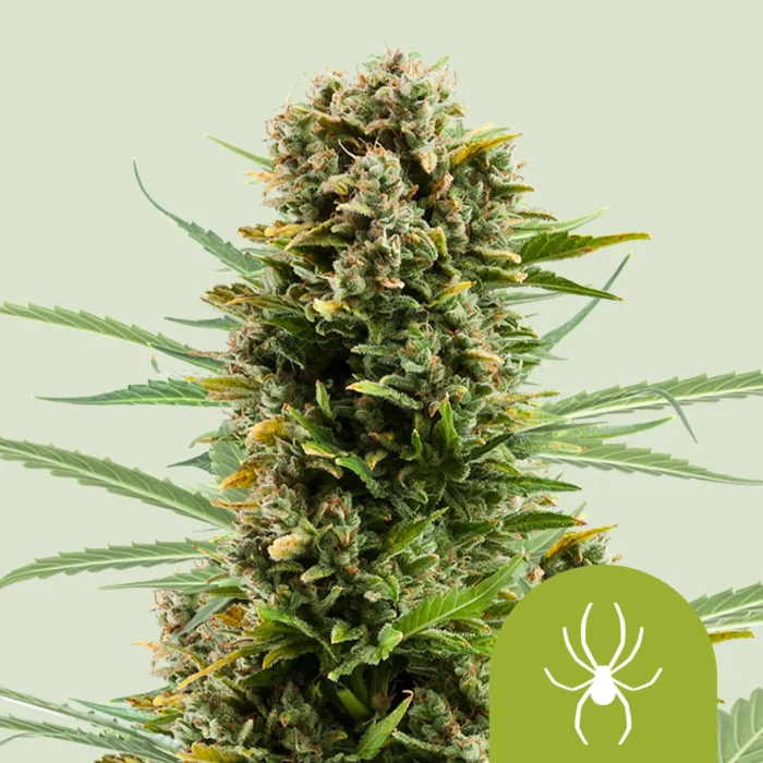 ROYAL QUEEN SEEDS - WHITE WIDOW AUTOMATIC – Bild 1
