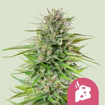 SEMILLAS ROYAL QUEEN - BLUE CHEESE FEM