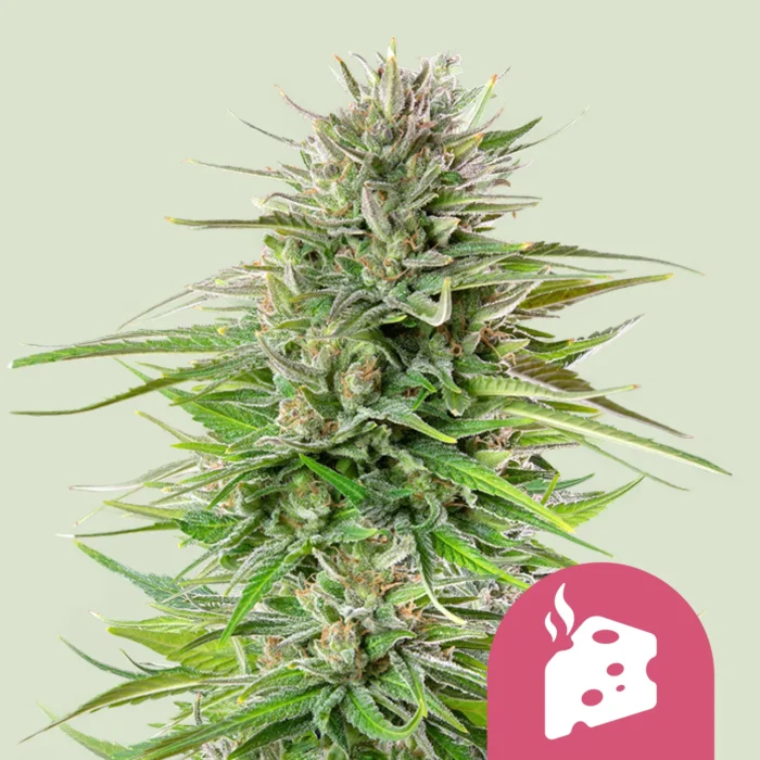 SEMILLAS ROYAL QUEEN - BLUE CHEESE FEM - Imagen 1