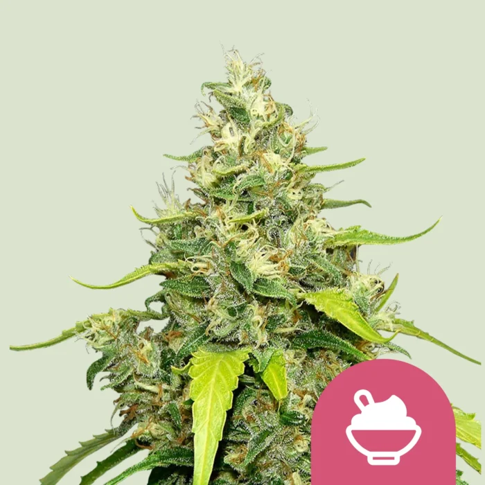 ROYAL QUEEN SEEDS - BLUE GELATO FEM (USA PREMIUM) - immagine 1