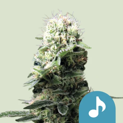 ROYAL QUEEN SEEDS - DANCE WORLD CBD FEM