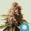 ROYAL QUEEN SEEDS - EUPHORIA CBD FEM