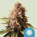 ROYAL QUEEN SEEDS - EUPHORIA CBD FEM