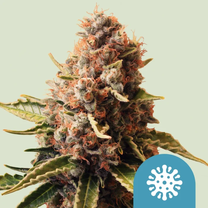 ROYAL QUEEN SEEDS - EUPHORIA CBD FEM - immagine 1