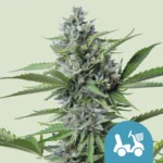ROYAL QUEEN SEEDS - FAST EDDY AUTOMATIC CBD FEM