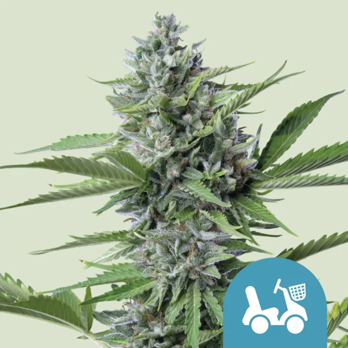 ROYAL QUEEN SEEDS - FAST EDDY AUTOMATIC CBD FEM – Image 1