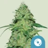 ROYAL QUEEN SEEDS - JOANNE'S CBD FEM