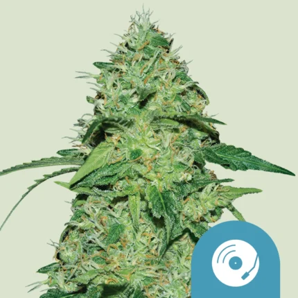 ROYAL QUEEN SEEDS - JOANNE'S CBD FEM
