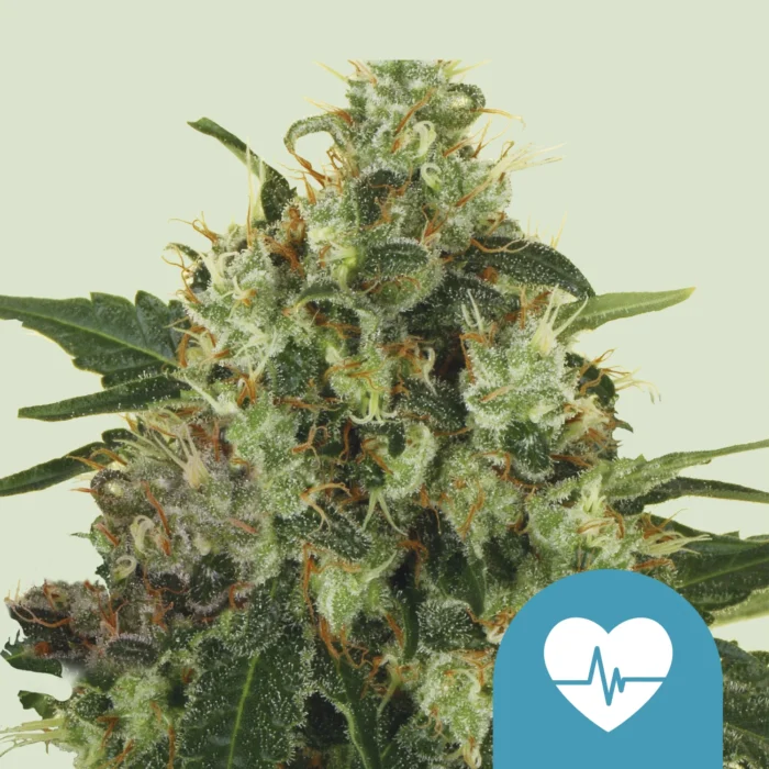 SEMILLAS ROYAL QUEEN - MEDICAL MASS CBD FEM - Imagen 1