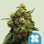 ROYAL QUEEN SEEDS - PAINKILLER XL CBD FEM