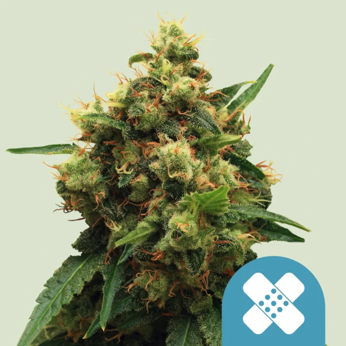 ROYAL QUEEN SEEDS - PAINKILLER XL CBD FEM - immagine 1