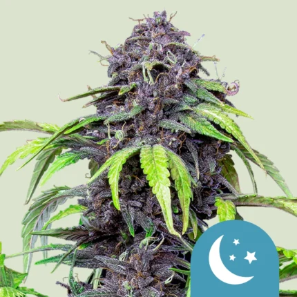 ROYAL QUEEN SEEDS - PURPLEMATIC CBD AUTO