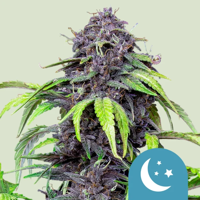 ROYAL QUEEN SEEDS - PURPLEMATIC CBD AUTO – Bild 1