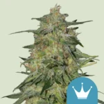 SEMILLAS ROYAL QUEEN - ROYAL HIGHNESS CBD FEM