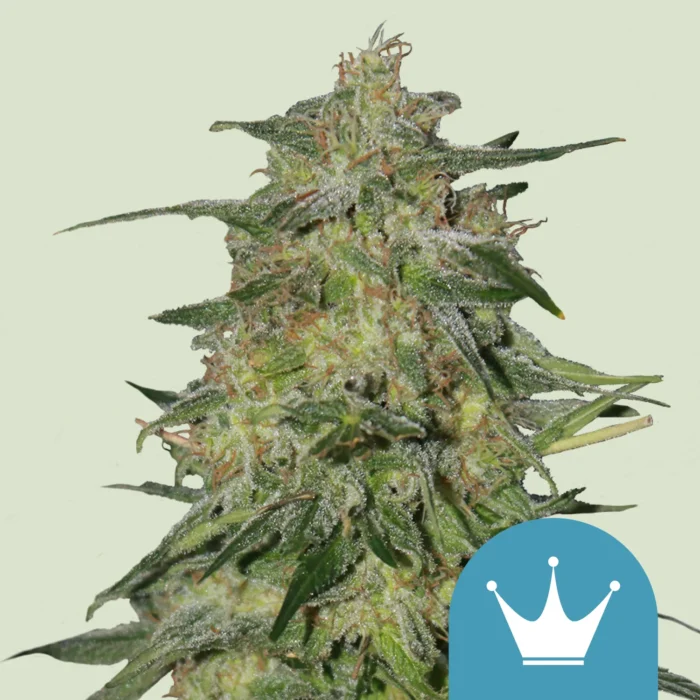 SEMILLAS ROYAL QUEEN - ROYAL HIGHNESS CBD FEM - Imagen 1