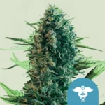 ROYAL QUEEN SEEDS - ROYAL MEDIC CBD FEM