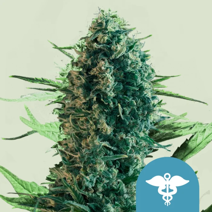 ROYAL QUEEN SEEDS - ROYAL MEDIC CBD FEM – Bild 1