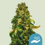 ROYAL QUEEN SEEDS - SOLOMATIC CBD AUTO