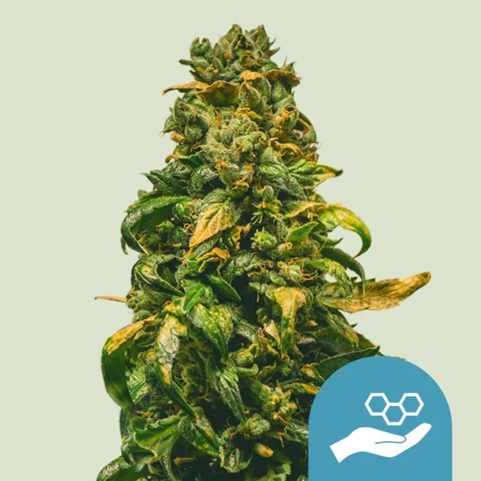 ROYAL QUEEN SEEDS - SOLOMATIC CBD AUTO - immagine 1