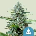 ROYAL QUEEN SEEDS - STRESS KILLER CBD AUTO FEM
