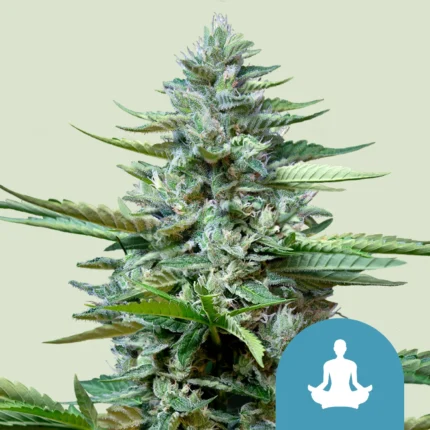 ROYAL QUEEN SEEDS - STRESS KILLER CBD AUTO FEM