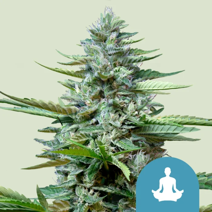 ROYAL QUEEN SEEDS - STRESS KILLER CBD AUTO FEM – Image 1
